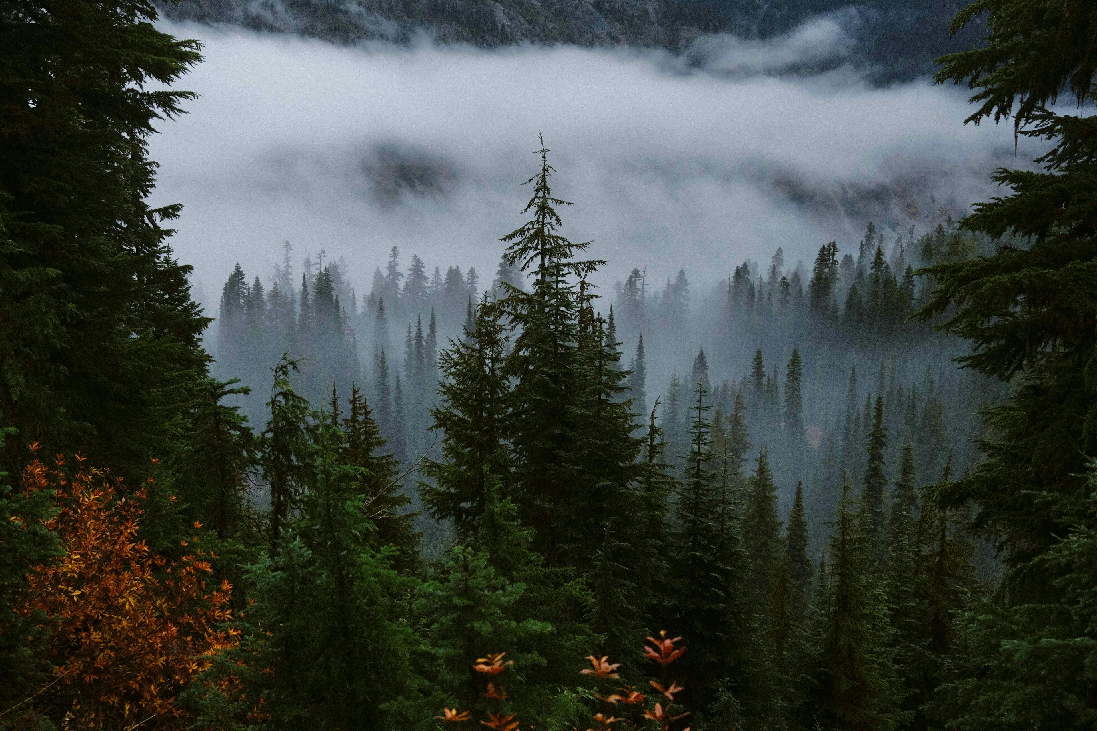 Mountain in fog at Rainier National Park