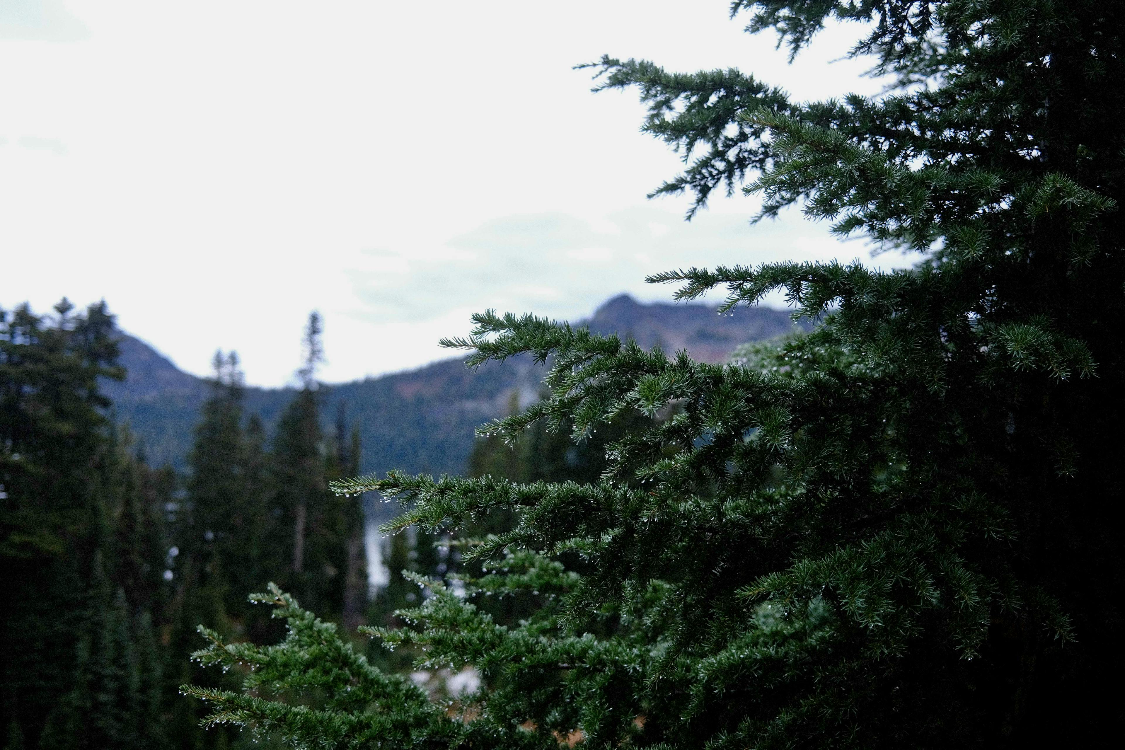 A tree at Rainer National Park