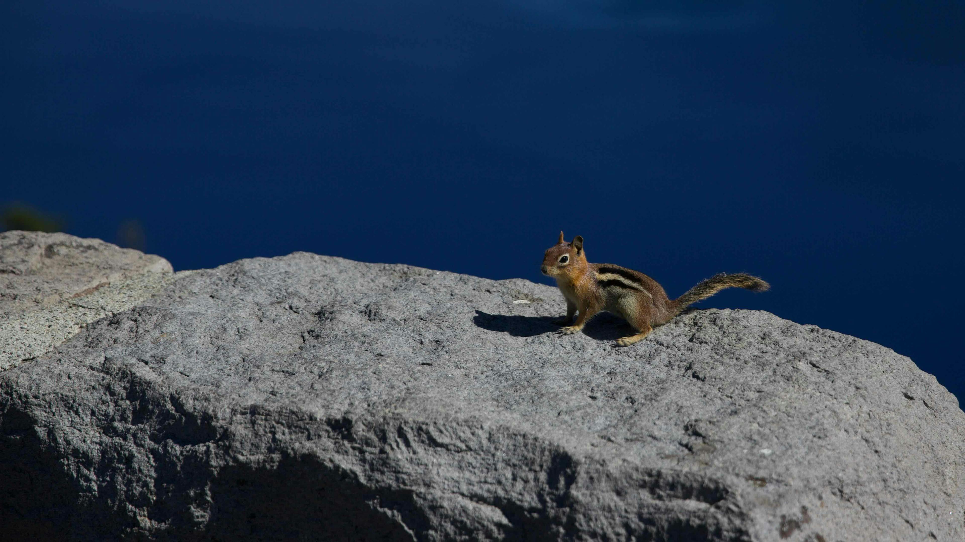 A squirrel at Crater Lake National Park